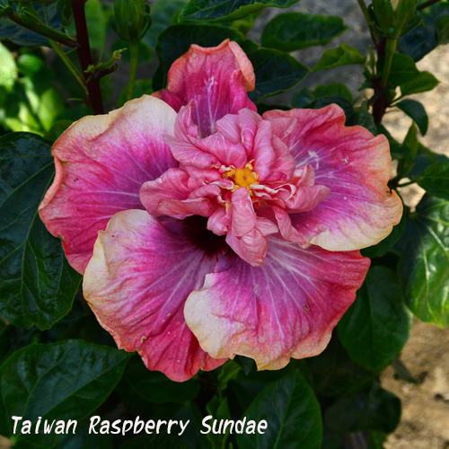 Taiwan Raspberry Sundae